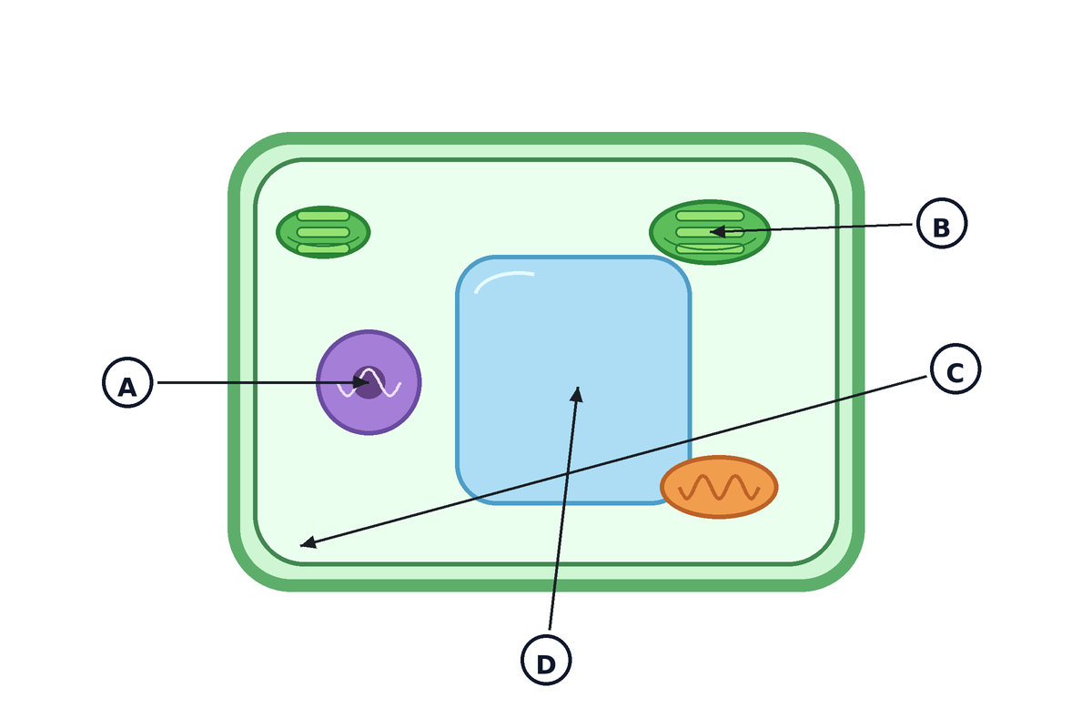 Question illustration