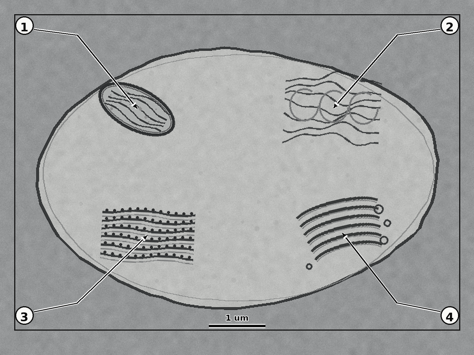 Question illustration